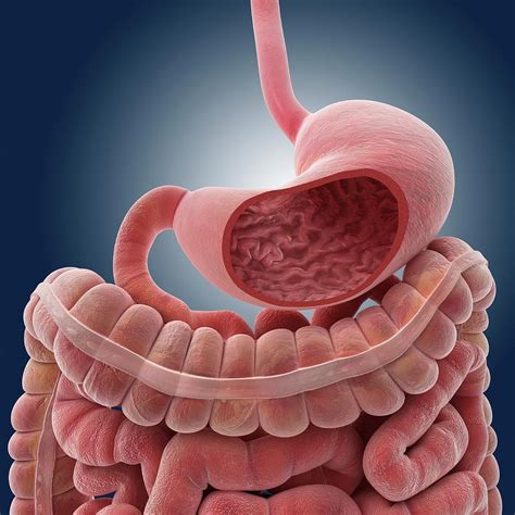 Stomach And Intestines Photograph By Springer Medizin Science Photo
