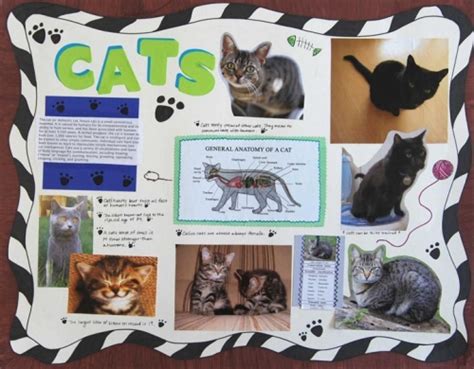 Make A Science Fair Project About Different Types Of Cat Animal