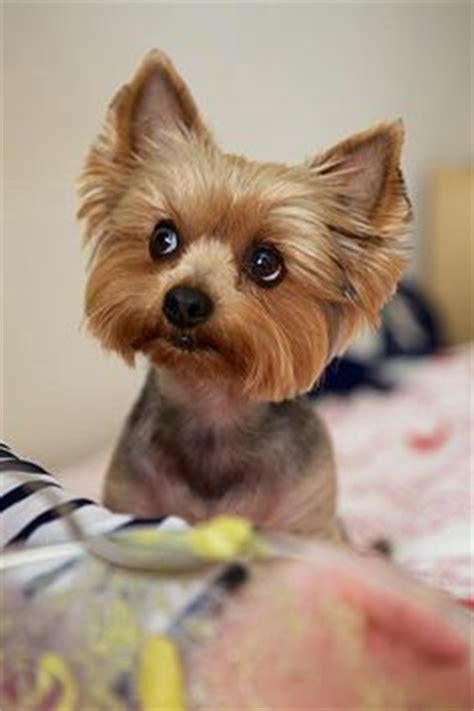 lilly yorkie dogs pinterest yorkie haircuts  hair cut