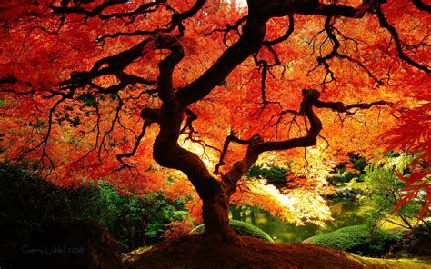 Beautiful Autumn Tree Autumn Splendor Pinterest