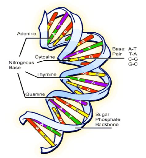 The Dna Double Helix Structure Source Download Scientific Diagram