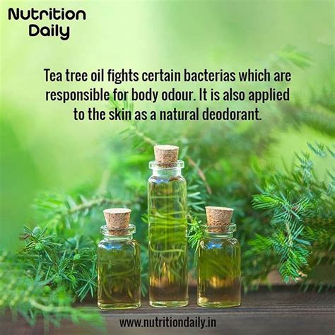 Nutritiondaily On Instagram Tea Tree Oil Also Known As Melaleuca Oil