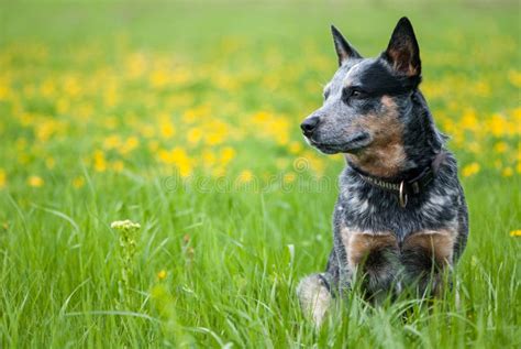 Australian Cattle Dog Stock Image Image Of Fast Herd 7724805