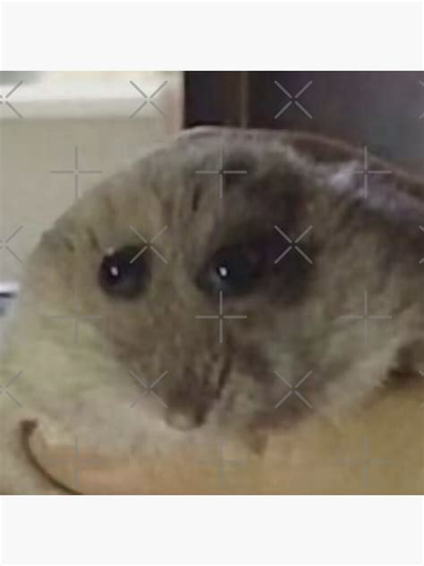 Funny Hamster Meme Sticker For Sale By Memes44 Redbubble