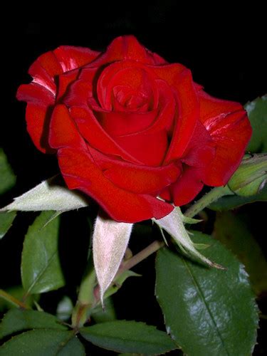 Red Rose In My Garden C95 8 01 10dscn736759267 I Wish I Flickr