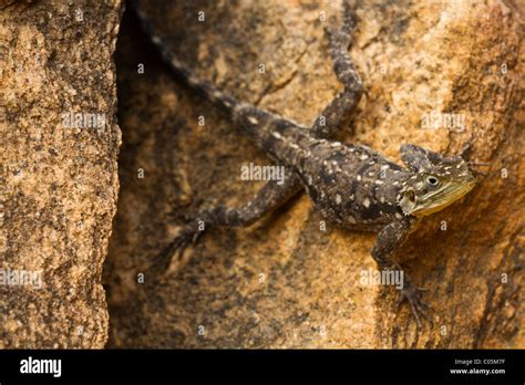 Agama Lizard In Meru National Park Hi Res Stock Photography And Images