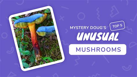 How Can You Tell If A Mushroom Is Poisonous Mystery Science