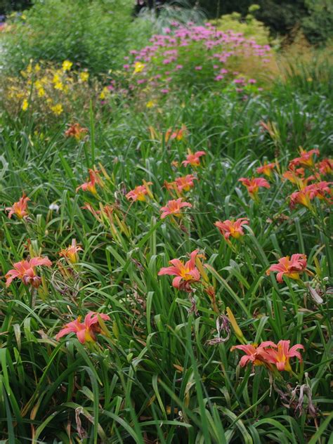 Hemerocallis Pink Damask Beth Chatto Plants And Gardens
