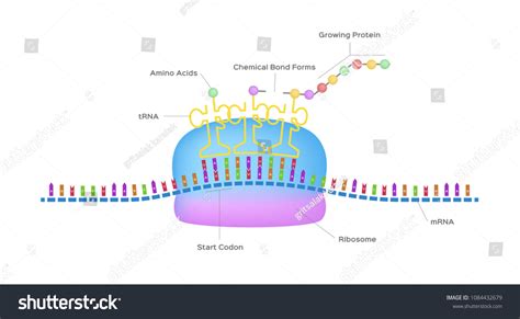 Protein Synthesis Vector Ribosome Assemble Protein Stock Vector