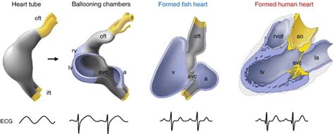 Fish heart chambers represent the atrium andventricles, which are equipped with special valves. Fish Heart Chambers Diagram / Blood Vascular System Of ...