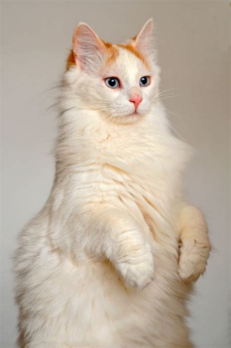 30 Pictures Of Turkish Van Kittens Furry Kittens