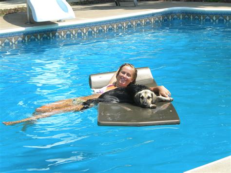 Pool Dog Swim Summer Fun Silly Best Friend Rescue Pool
