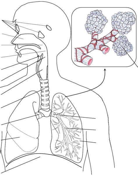 Diagram Unlabelled Respiratory System