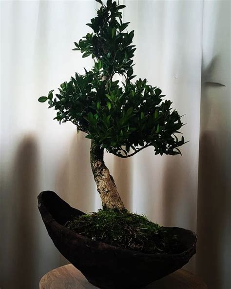Boxwood Bonsai Buxus Sypress Cm Nederland Catawiki