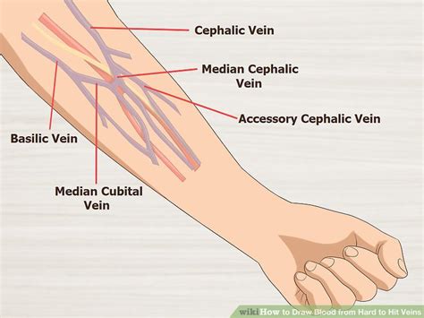 Diagram Of Veins In Arm For Phlebotomy Wiring Diagram Pictures