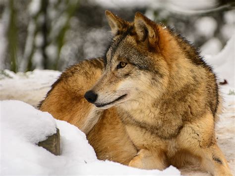 Brown Wolf Lying On Snow Hd Wallpaper Wallpaper Flare