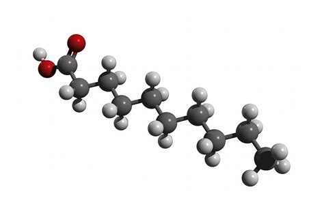 Capric Acid Molecule Photograph By Friedrich Saurer