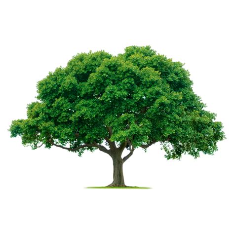 Free Gro Er Gr Ner Baum Isoliert Auf Transparentem Hintergrund Png With Transparent