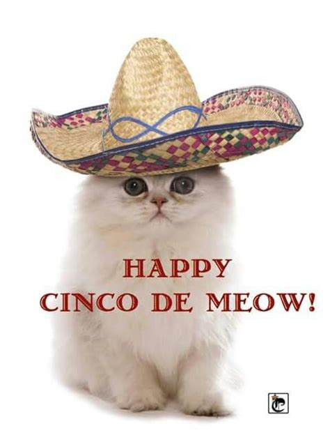 32 Best Images About Catscinco De Mayo On Pinterest Cats Cheer And Taco Cat