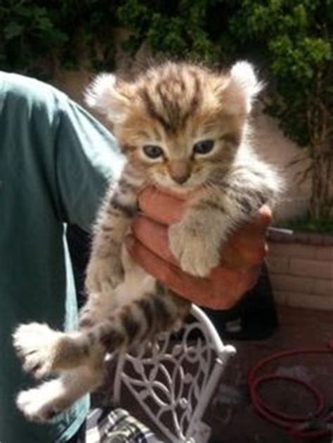 The highland lynx is a bobcat hybrid breed developed by crossing desert lynx with jungle curls. Northern Bobs Cattery - Mohave Bob, Highland Lynx ...