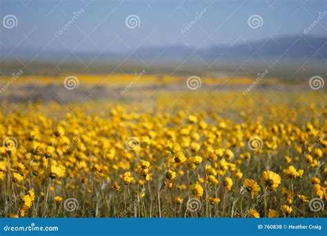 Beautiful Wild Flowers Yellow Stock Photo Image Of Garden Bloom 760838