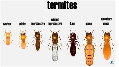 What Is The Size Of Termites Termitesguide