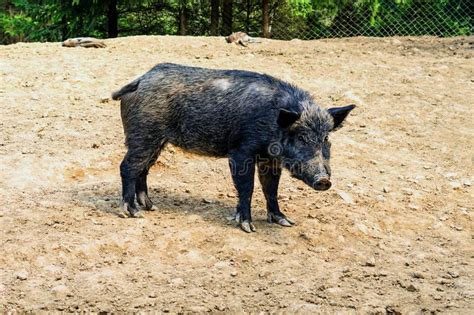Wild Boar Or Pig Sus Scrofa Rest In The Sun Life Of Animals Stock