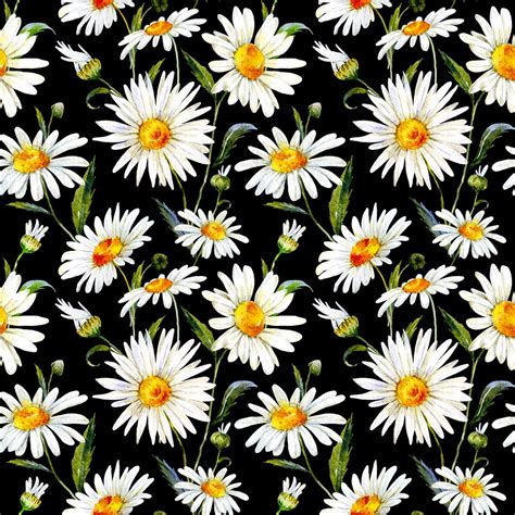 Floral Kingdom Cute White Daisy On Black Background Art Print By