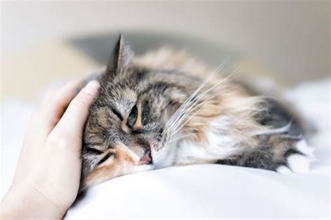 Common Cat Illnesses And Their Symptoms New Ulm Vet Blog