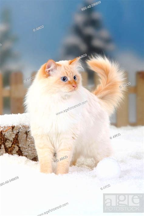 Neva Masquarade Tomcat Red Tabby Point White Siberian Forest Cat Siberian Cat Siberia Neva
