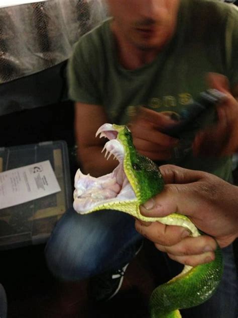 Green Tree Python Look At Those Teeth Wouldnt Want To Be