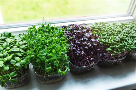 How To Grow Microgreens Jung Seeds Gardening Blog