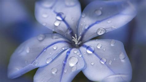 Desktop Wallpaper Blue Flower Water Drops Close Up 4k Hd Image