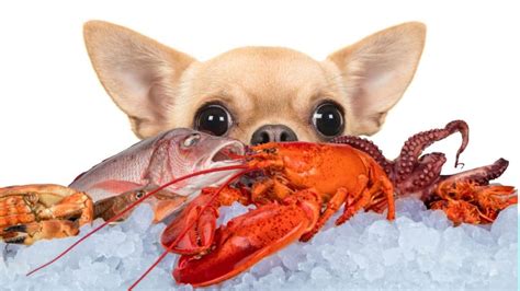 Can Dogs Eat Lobster 5 Amazing Vitamins And Minerals From Lobsters
