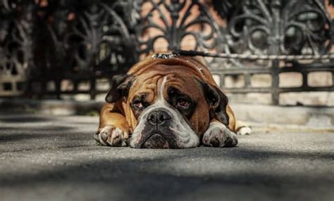 Depression In Dogs Signs Causes Treatment Options And More Dog Blog