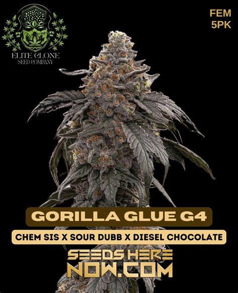 Elite Clone Seed Company Gorilla Glue 4 Fem Free Seed With Every