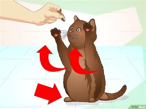Image Titled Teach Your Cat To Do Tricks Step 13 Cat Whisperer F2