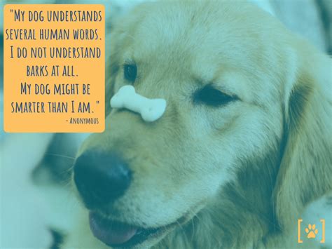 Do Dogs Understand Human Words