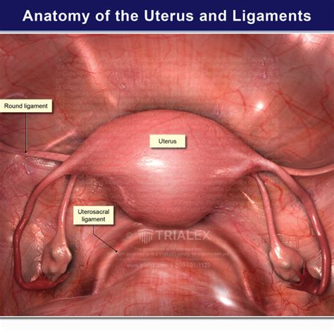Uterus Fascial Ligaments Anatomy Round Ligament Of Uterus Uterine