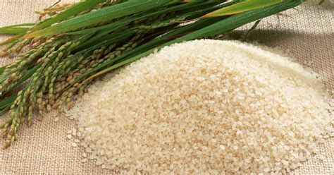 Global Trading Japonica Rice