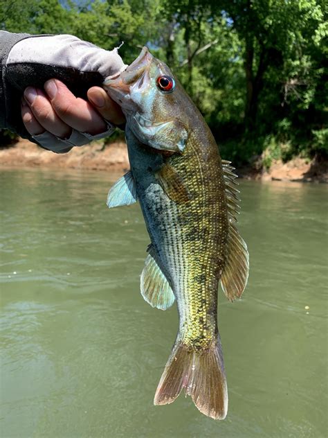 My First Redeyecoosa Bass Caught On The Etowah River In North Georgia