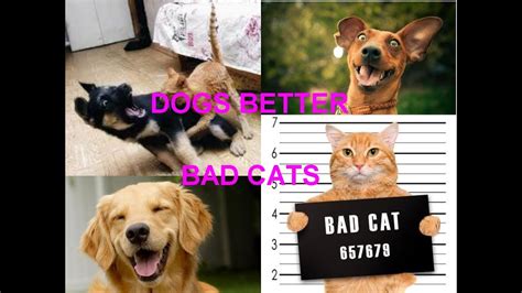 Dogs Better Than Cats Top 5 Reasons Youtube