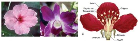 Gambar Bagian Fungsi Bunga Tumbuhan Beserta Penjelasannya Gambar Organ