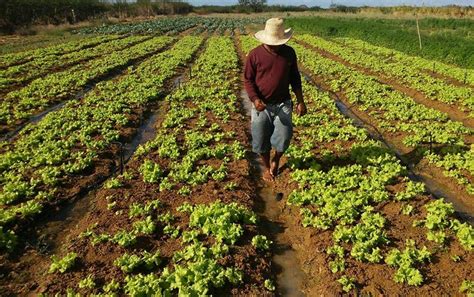 Dois Produtos Agrícolas Brasileiros Típicos Da Agricultura Familiar
