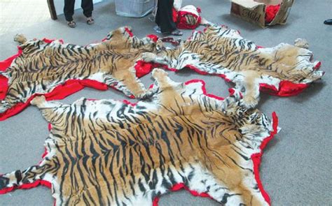 Sains tahun 4 5 6 kssr: Cabaran lindungi harimau belang | Harian Metro