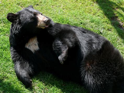 American Black Bear Animal Database Fandom