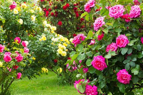 Róże Ogrodowe Odmiany Sadzenie Pielęgnacja I Cięcie Róż W Ogrodzie