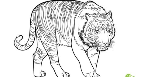 Endangered Species Coloring Pages At Free Printable
