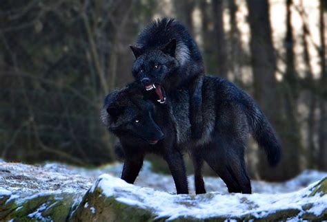 Agameofwolves By Irene And Nadine Wolf Photos Wolf Pictures Wolf