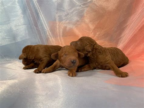 Male And Female Mini Goldendoodle Puppies For Sale Dark Red Iowa Breeder